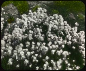 Image: White Cotton grass